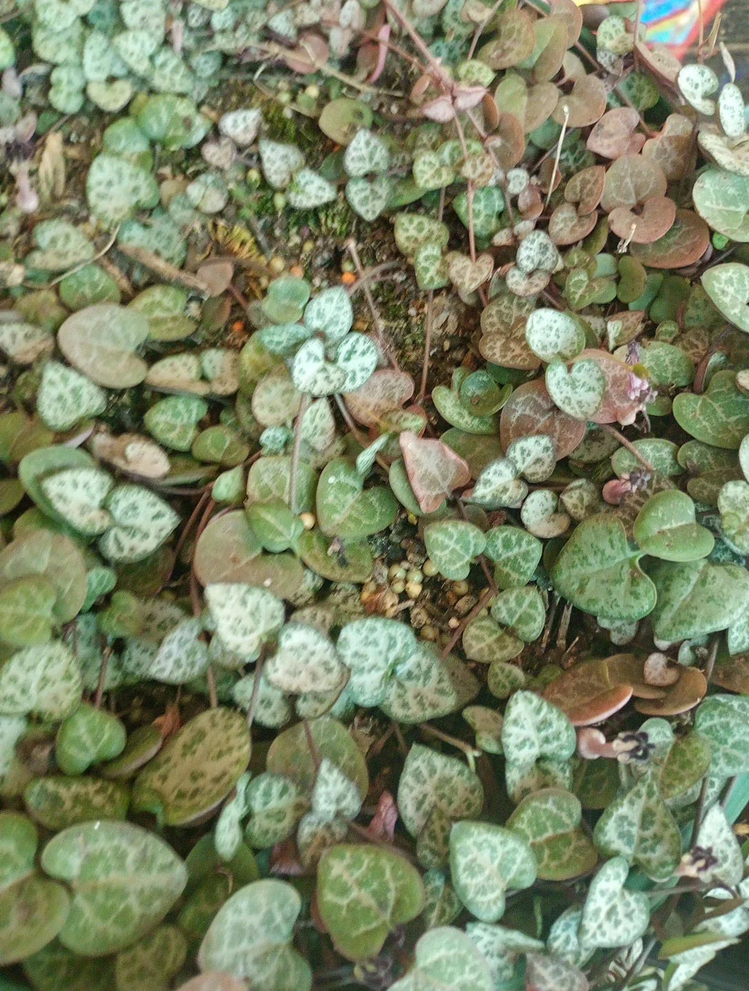 How South Australia’s Horticulture Boom Can Grow Your Income