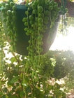 String of Pearl Cutting 8cm