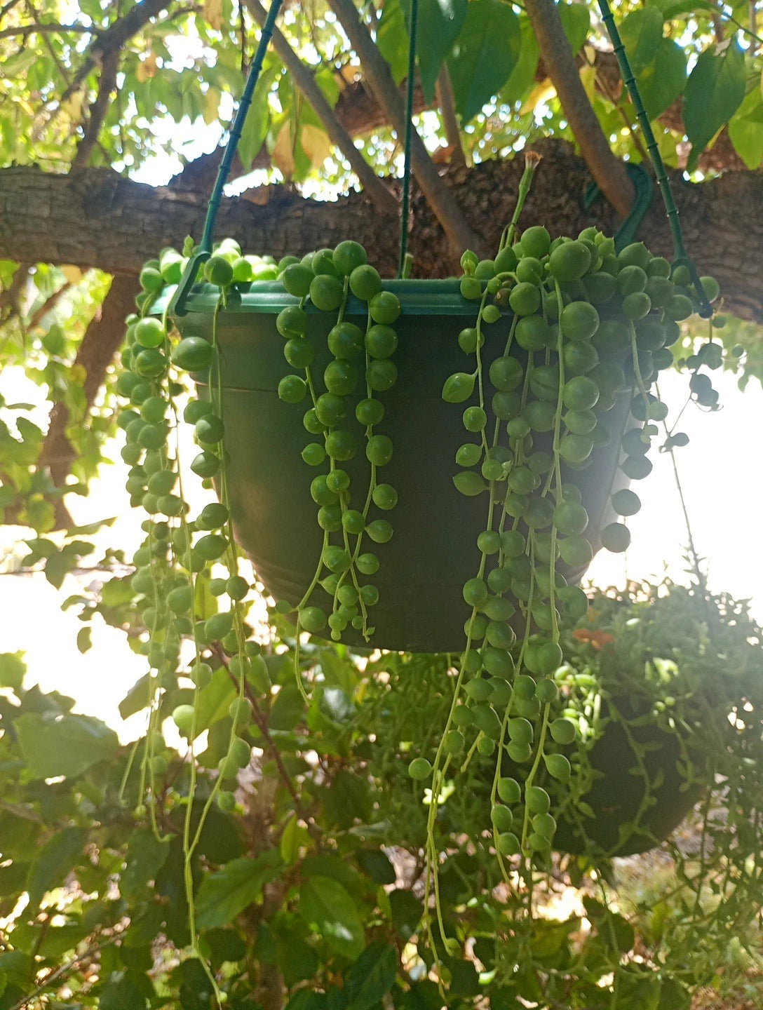 String of Pearl Cutting 8cm